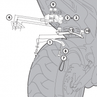 Telaio posteriore TE1102 Monokey specifico per HONDA